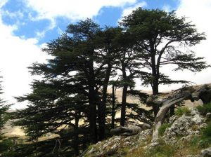 Libano La foresta dei cedri di Dio 2