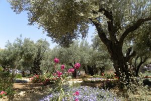 giardino ulivi getsemani