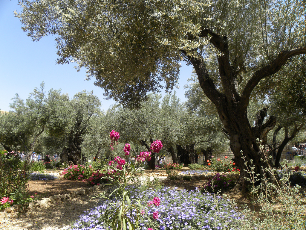 giardino ulivi getsemani