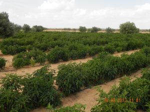 sito-di-attivita-agronomiche-tunisia